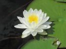 PICTURES/Everglades Air-Boat Ride/t_IMG_8995.JPG